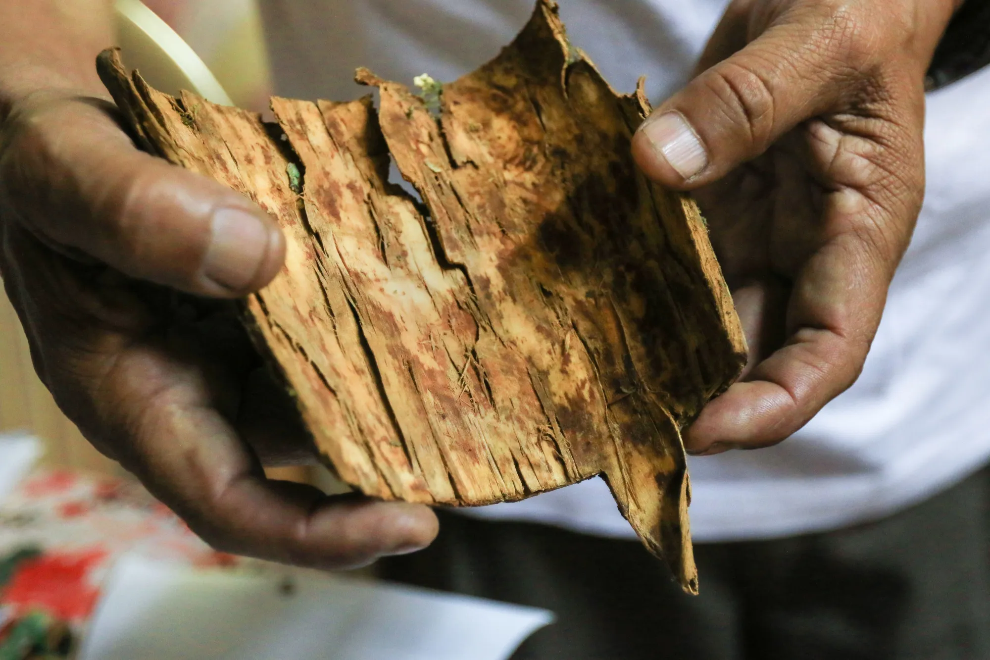 The bark of the cinchona tree.