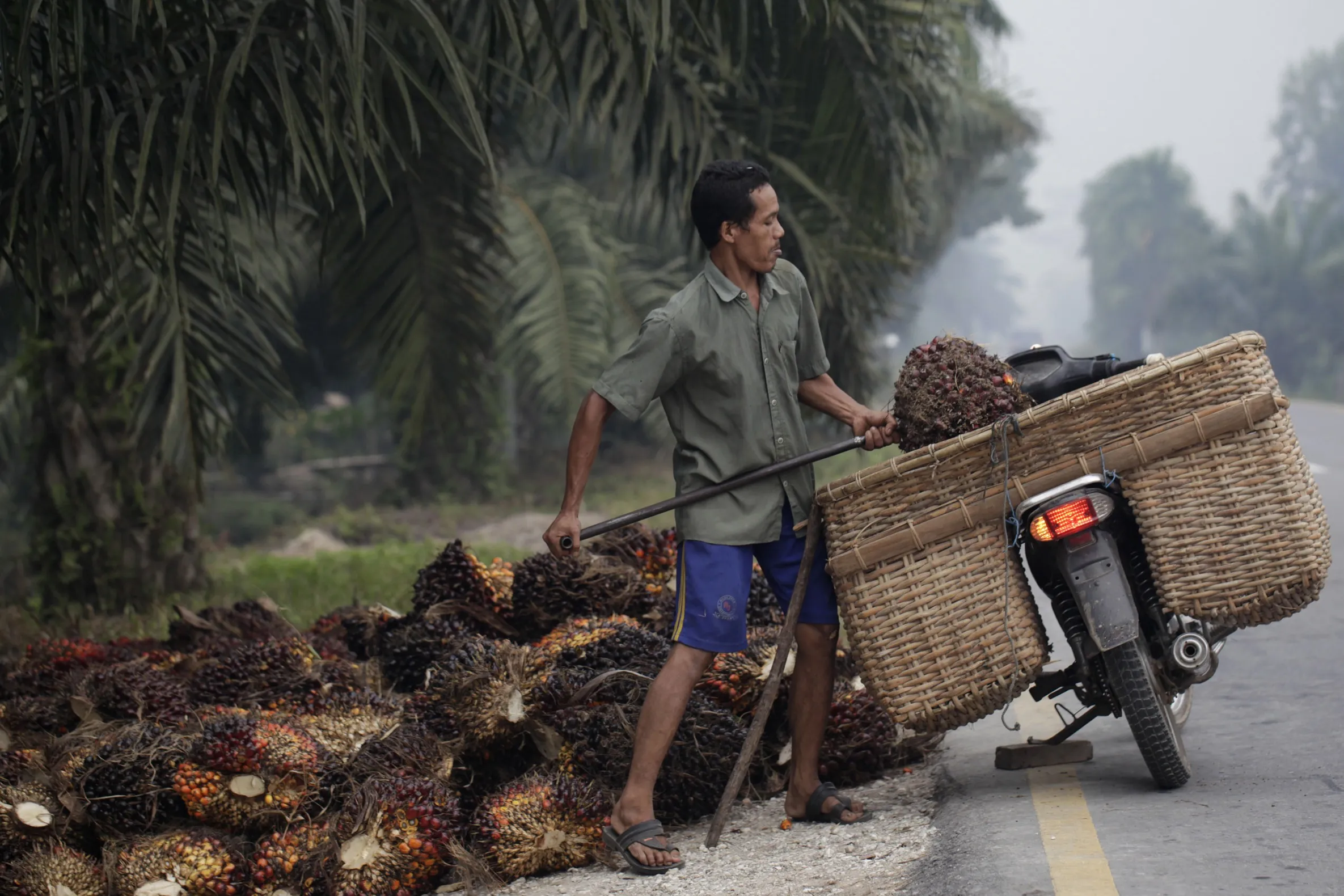 A worker loads bunches of harvested oil palm fruit in&nbsp;Riau Province, Indonesia.