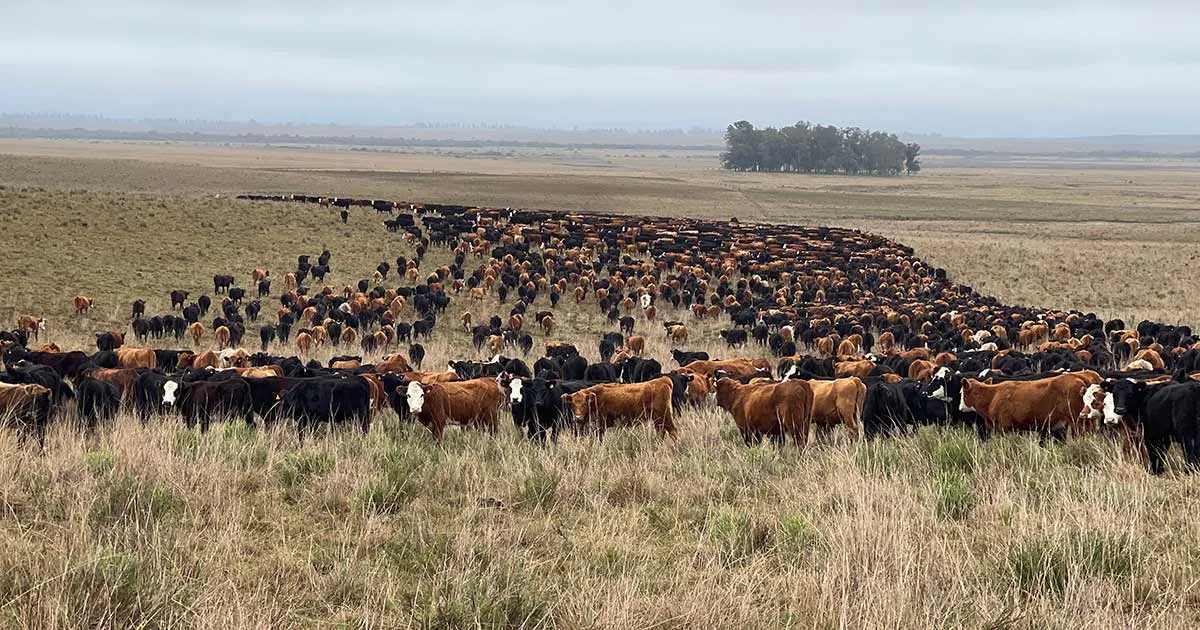 Uruguay Cattle Industry Turns City Dwellers Into Ranchers - Bloomberg