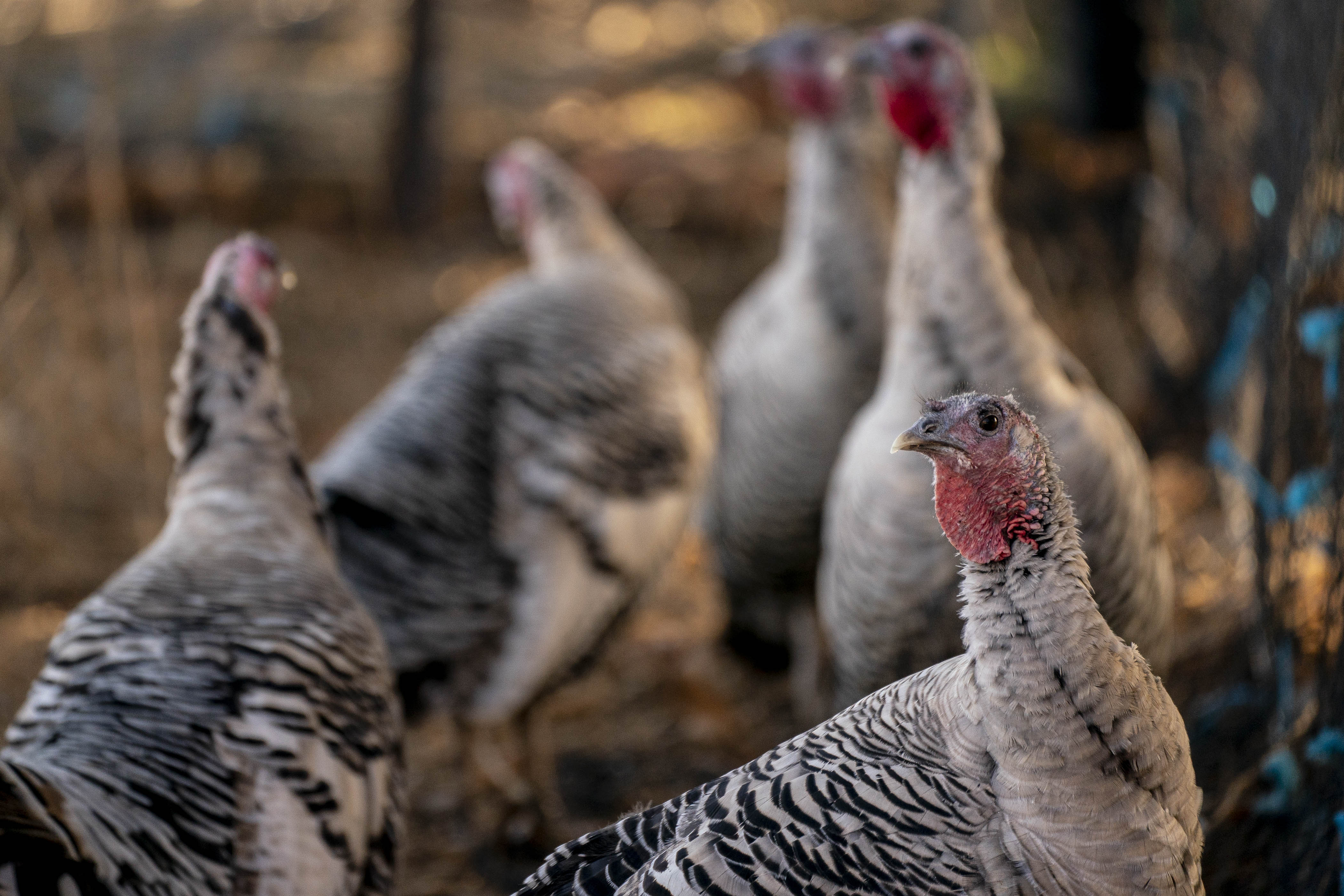 How Many Turkeys Are Eaten on Thanksgiving?