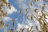 Wheat Harvest As Shipments From Australia Forecast To Decline