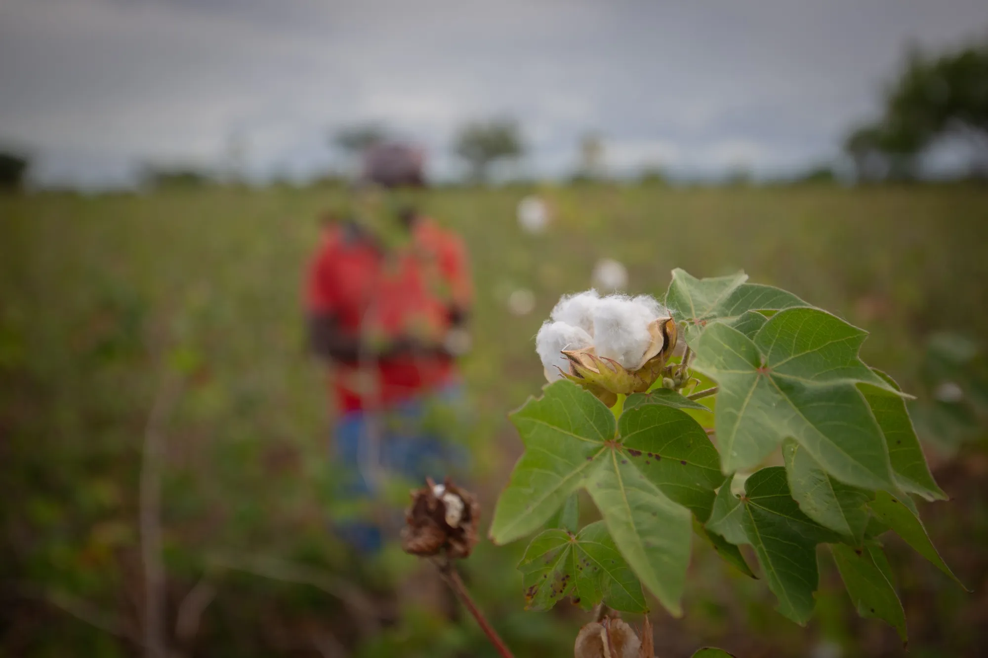 India could exploit&nbsp;Trump’s tariff shock&nbsp;to rewire unproductive agriculture.