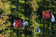 British Apple Harvest As Drought Impacts Yields