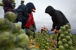 Workers harvest Brussels sprouts at a&nbsp;farm in Mount Vernon, Washington, on Jan. 7.&nbsp;