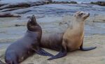 relates to San Diego Is Installing Barriers to Repel Its Stinky Sea Lions