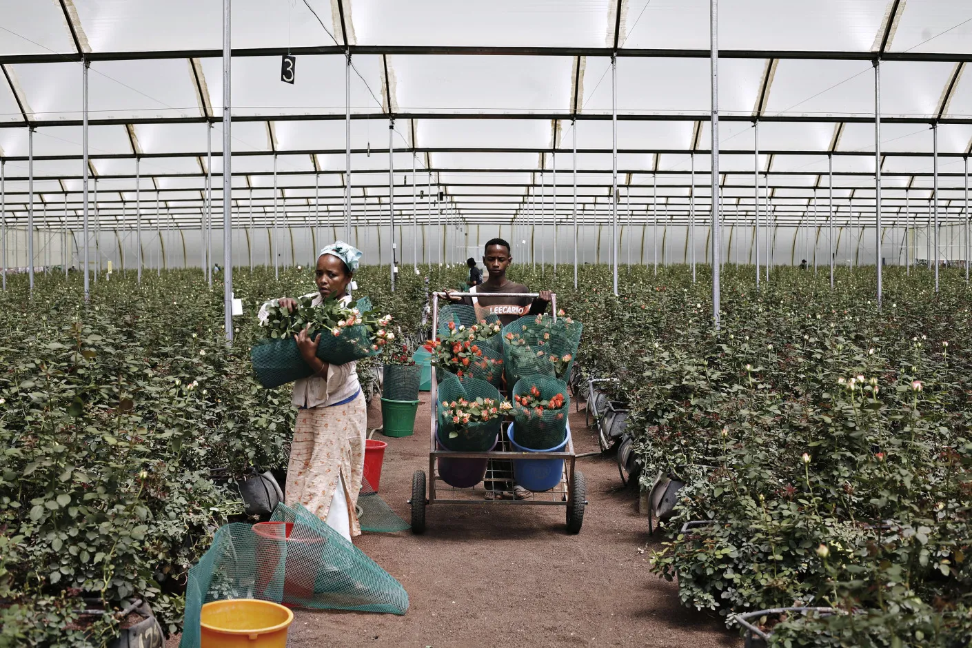 Workers collect roses at Roshanara Roses flower farm in Debre Zeit, Oromia, Ethiopia.