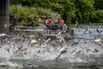 ‘It’s Hell for the Fish’: The US Has a Billion-Dollar Plan to Halt a Carp Invasion