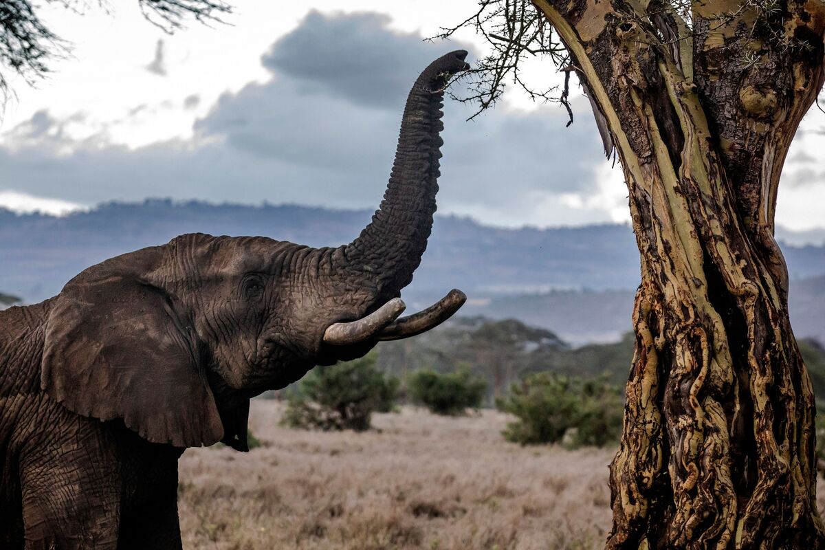 Elephant Diet Choices Are Helping Fight Climate Change - Bloomberg