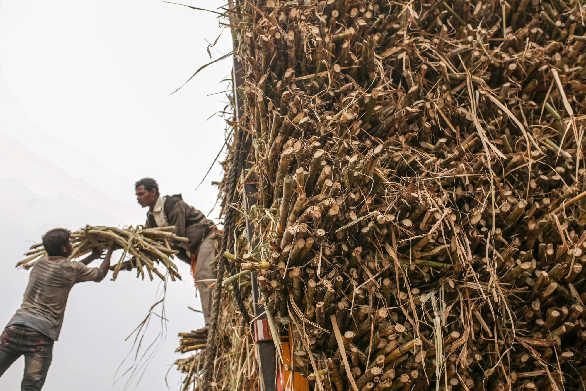 Workers load a bundle of sugarcane onto a truck while harvesting the crop in the Jalana district of Maharashtra, India, earlier in March.