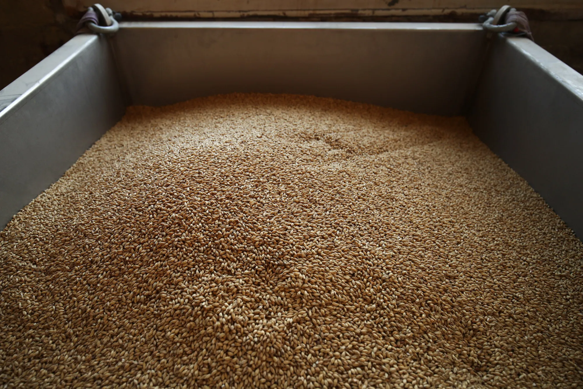 Malted barley sits in a hopper in the malted barley room of a brewery in Australia.