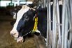 Operations On A Dairy Farm As Canada Anticipates CETA Impacts