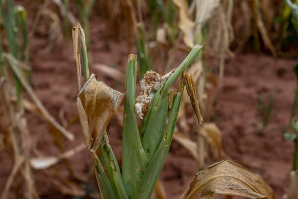 Zimbabwean Crops a Write-off Due to El Nino-Induced Drought