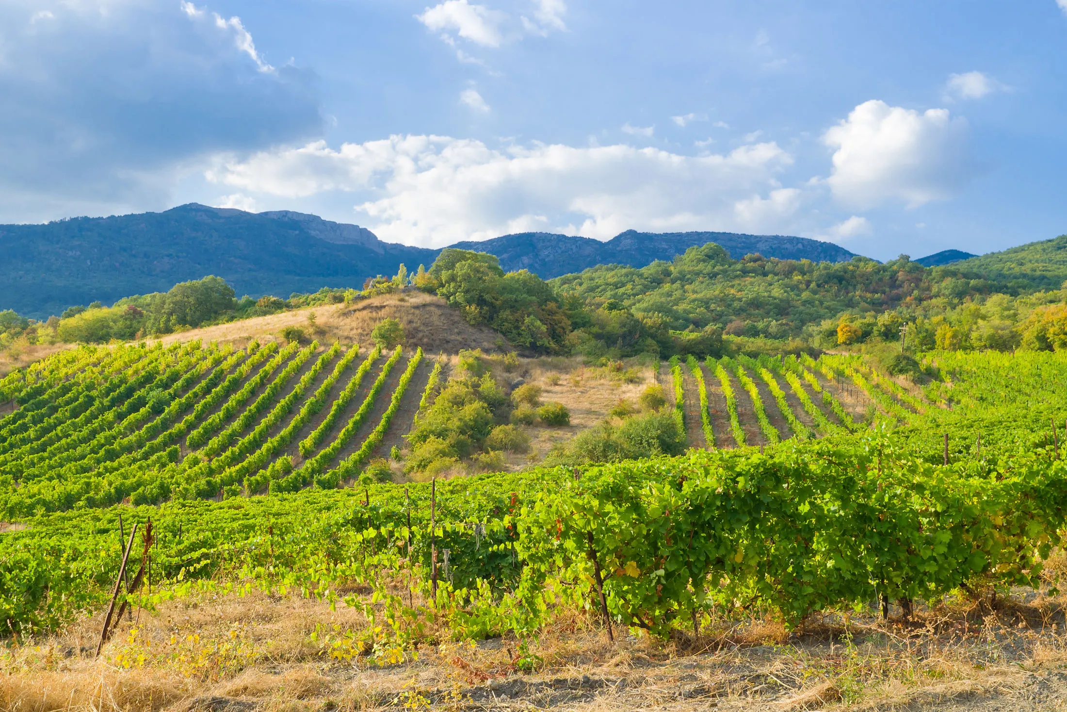 A vineyard in Crimea. The Ukrainian peninsula was illegally annexed by Russia in 2014.