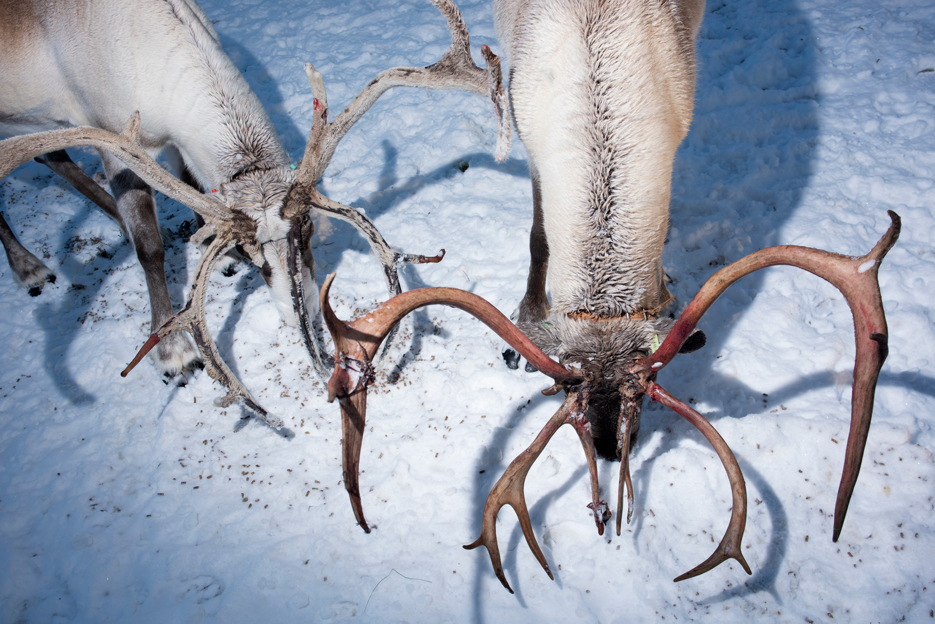 The heads and necks of two reindeer in Finland are framed close up, with their faces pointed down toward the snowy ground. Food pellets that they are feeding on can be seen in the snow. Their fur is mostly white with a dark strip extending along their necks. They each have large branching antlers, with fur on one set and blood stains on the other. The antlers cast striking shadows against the snow.