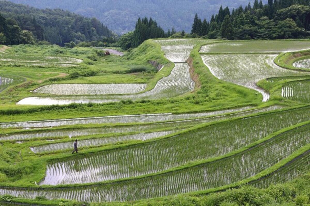 Япония рисовая ферма