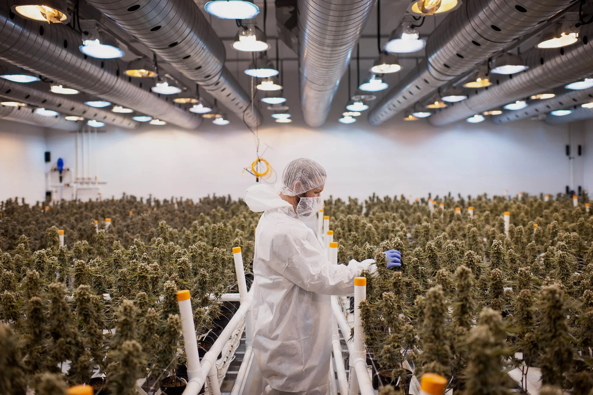 Operations Inside The Tweed Inc. Production Facility As Trudeau Win Signals Gains For Marijuana Stocks