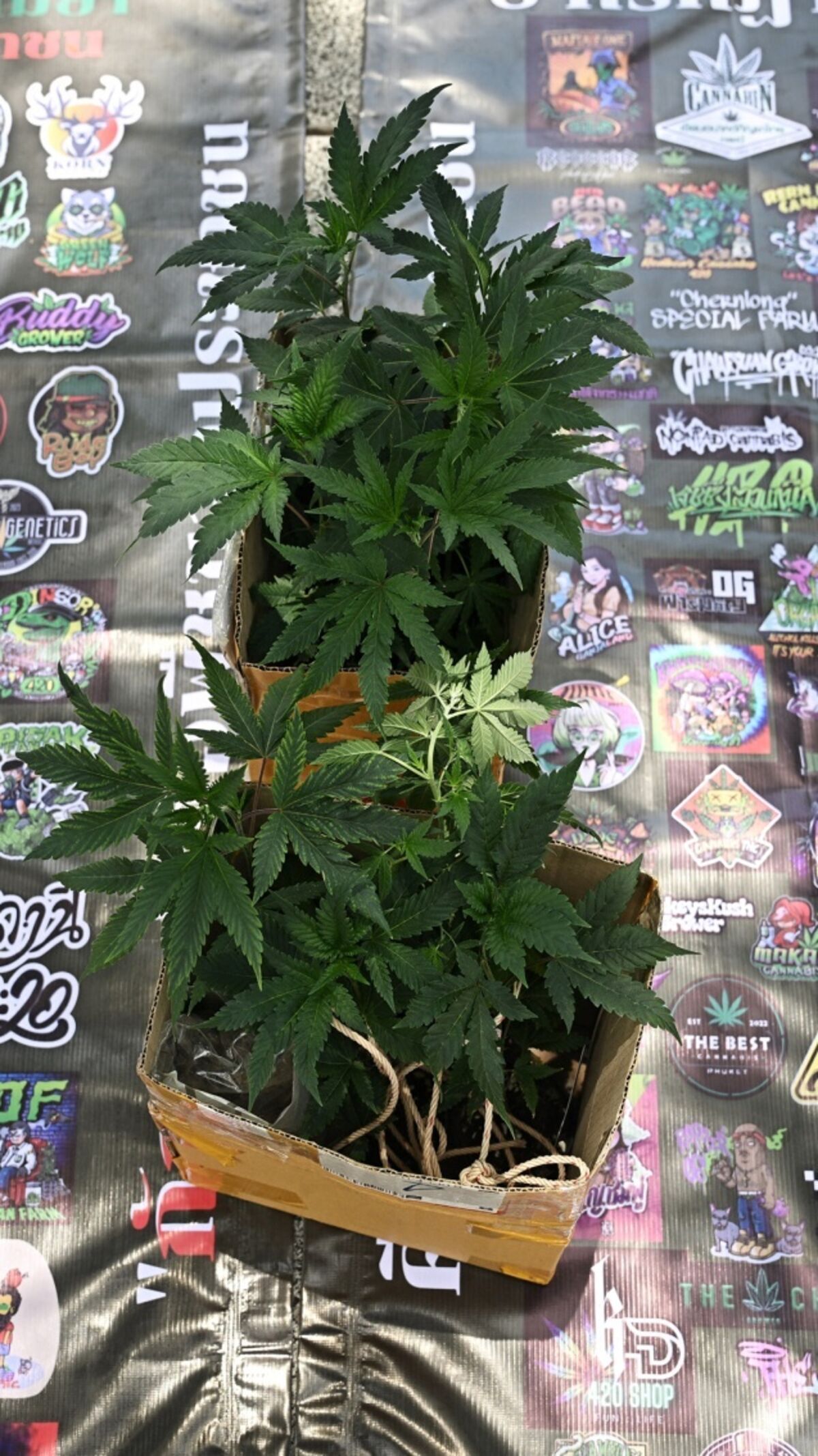Thailand's Push To Recriminalize Weed