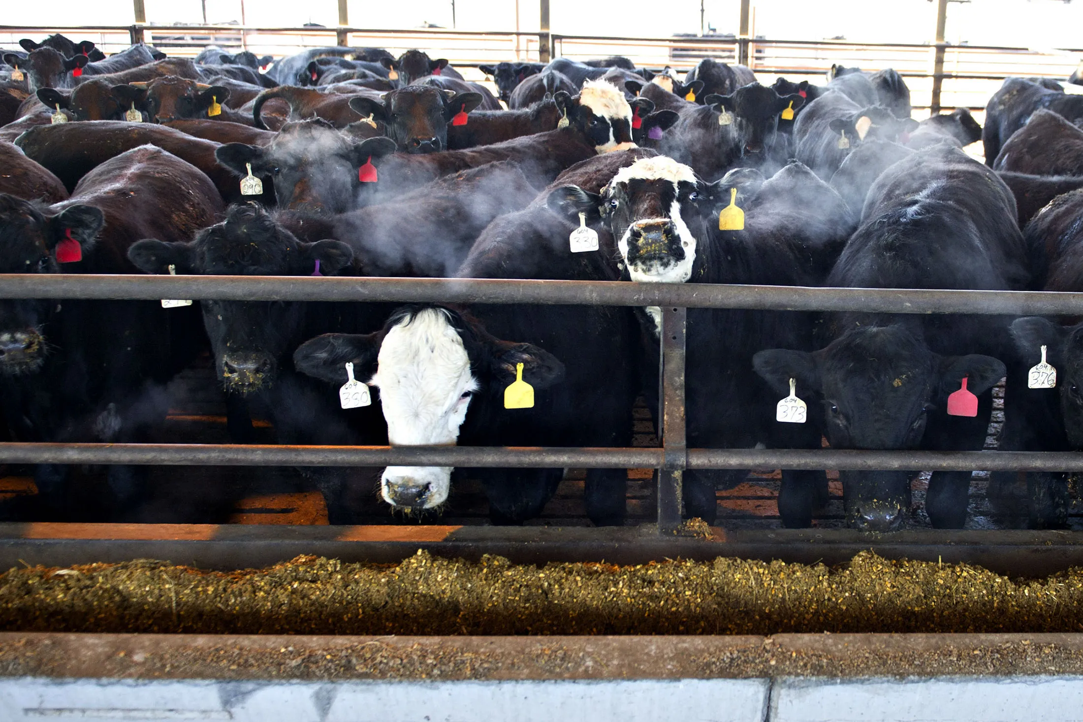 1476436787_CATTLE