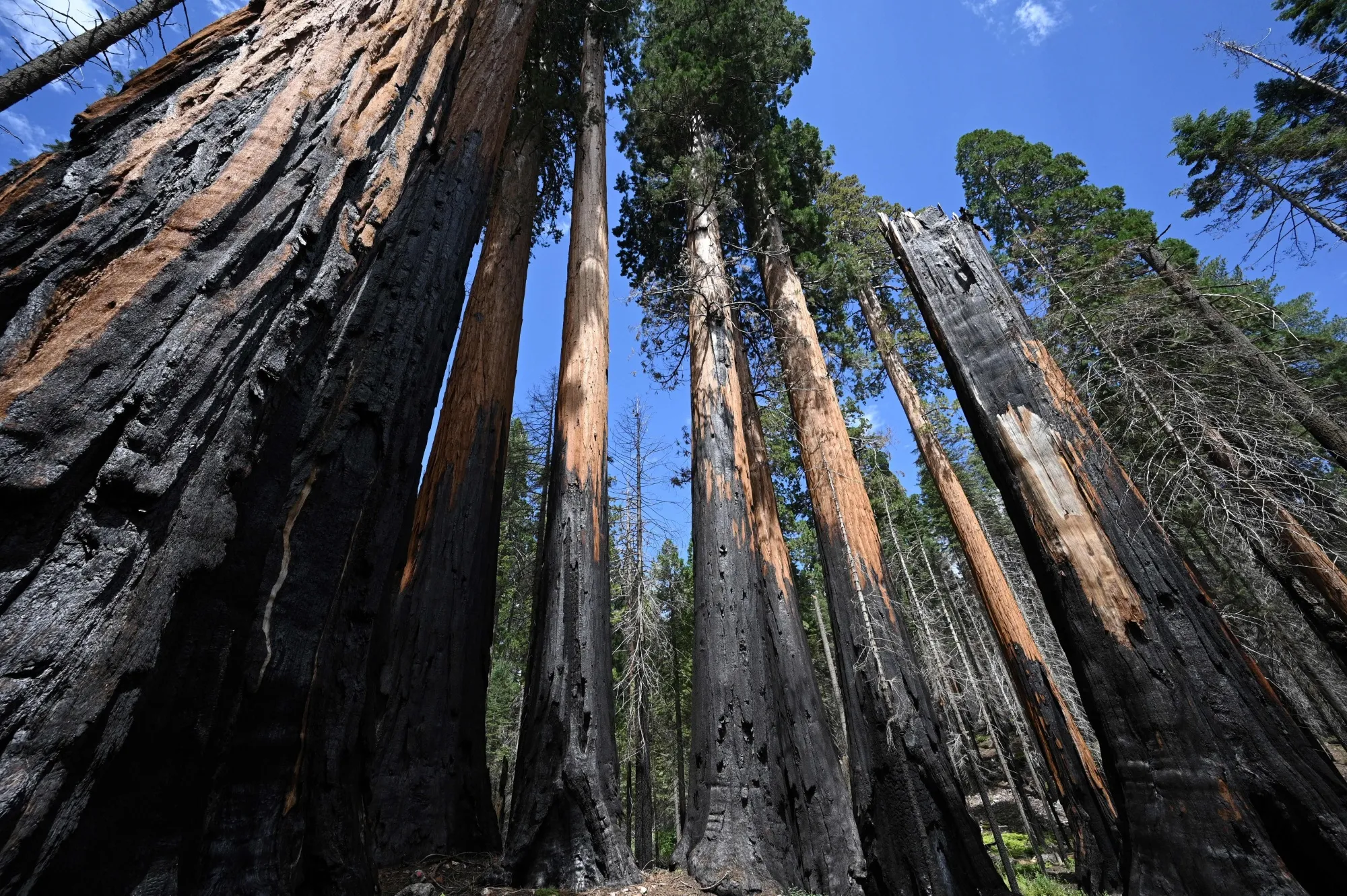 It’s easy to get lost among the giants.