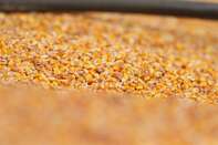 A Corn Harvest As Coronavirus Roils Food Prices