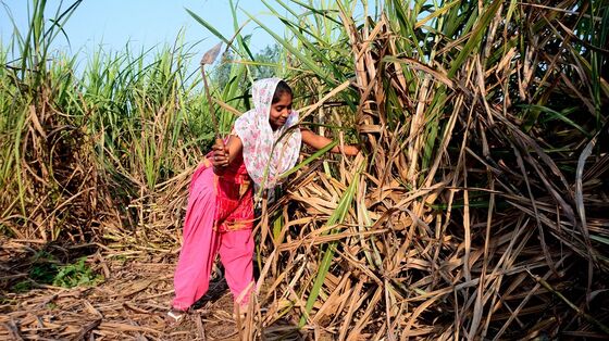 Bountiful Monsoon Rains Set to Boost India’s Agriculture Growth