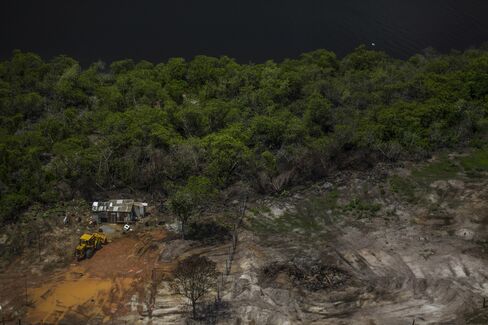 Mangrove trees at the border of Guanabara Bay.