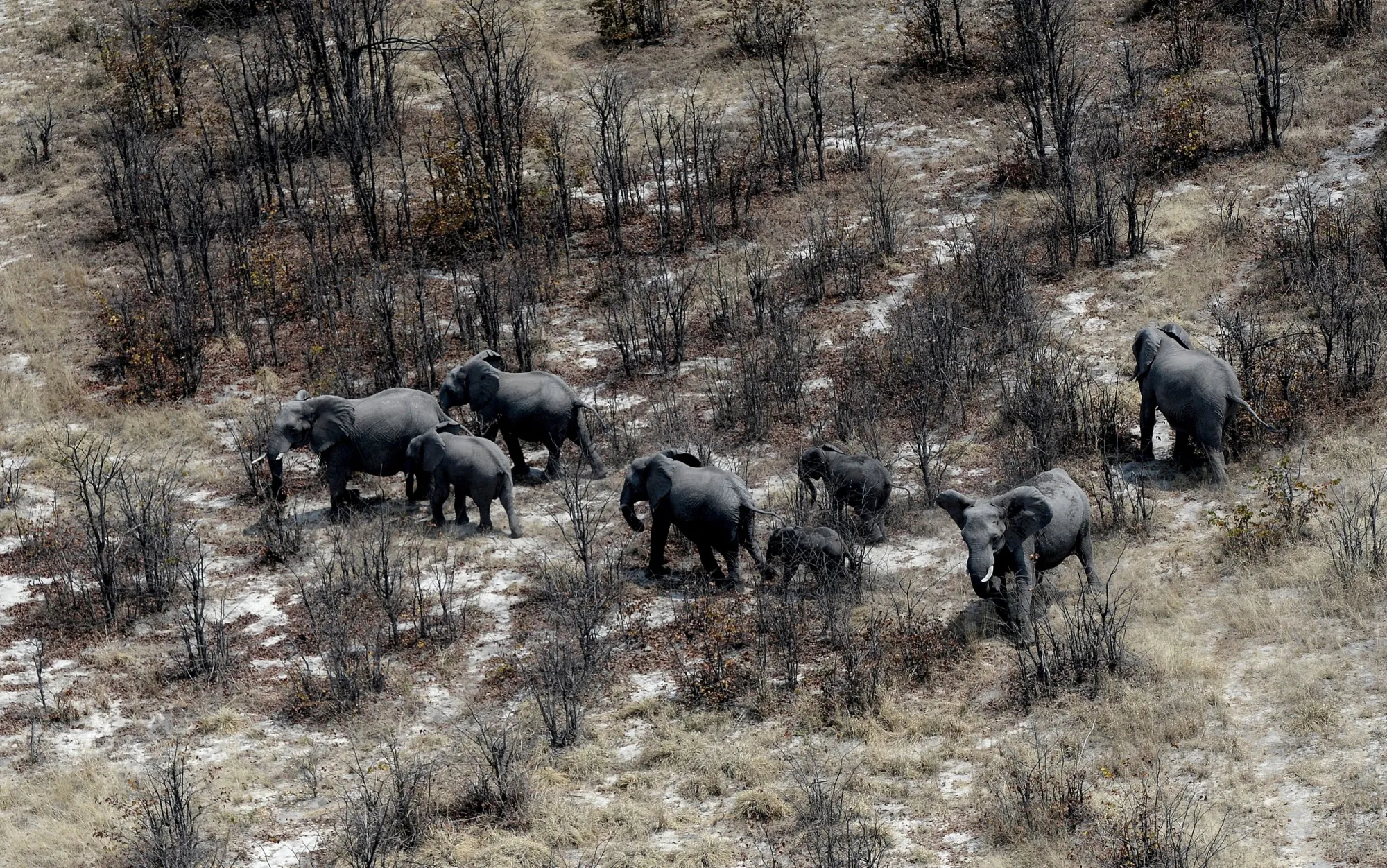 Botswana’s elephant population have become a political issue as there are too many of them and they destroy crops and occasionally trample villagers.
