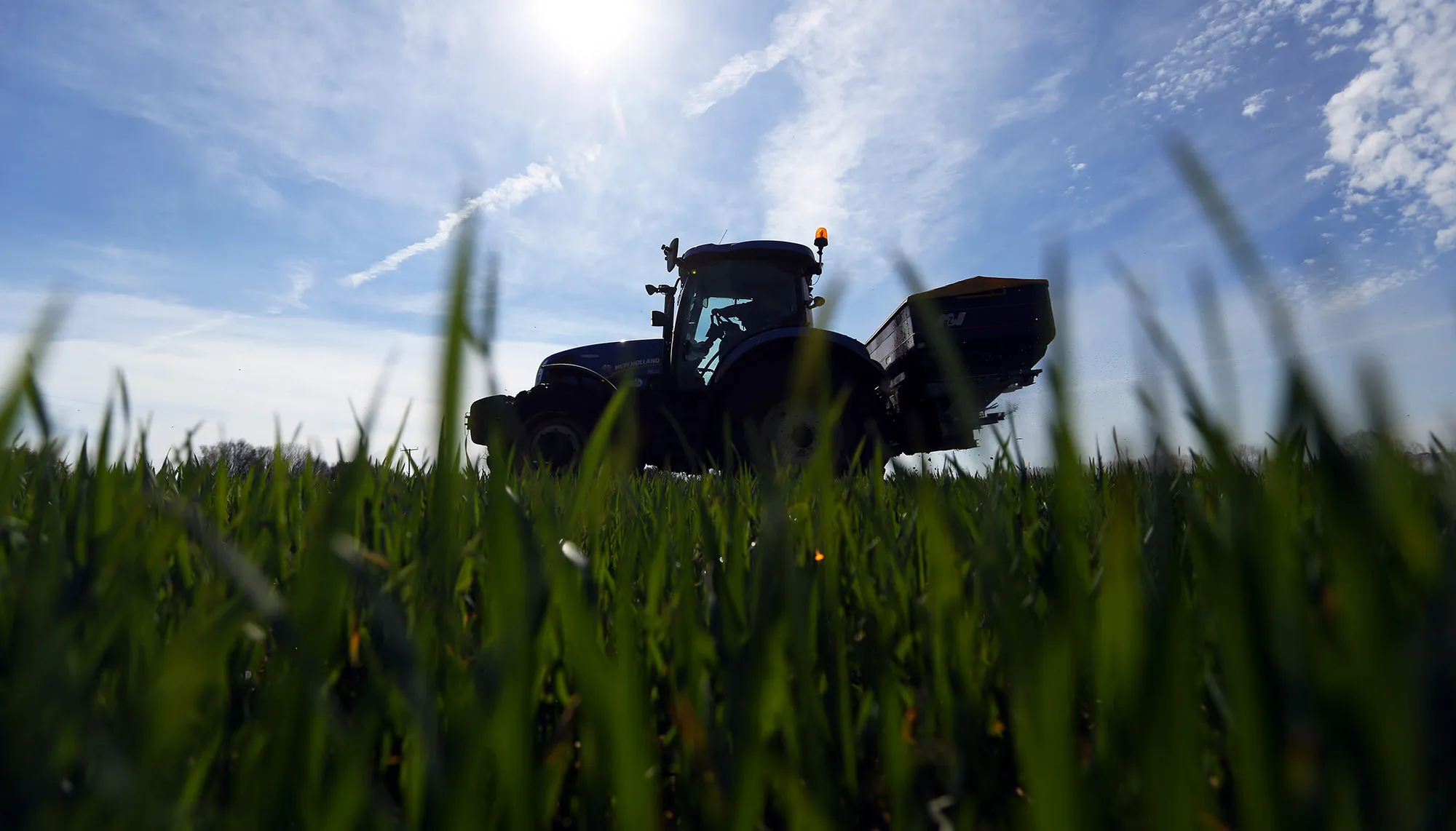 A tractor spreads fertilizer onto a field of wheat.