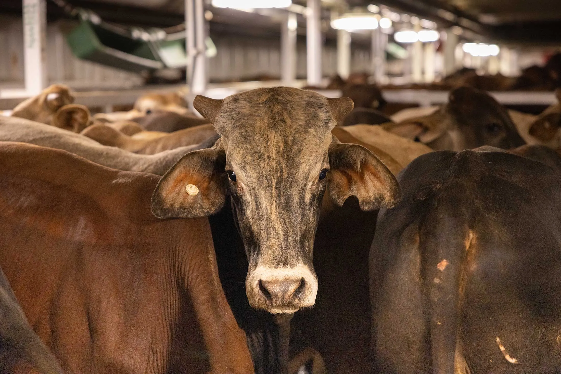 Cattle loaded aboard the Girolando Express, a live-export ship, at Darwin Port in Australia’s Northern Territory this past July, en route to the Philippines.