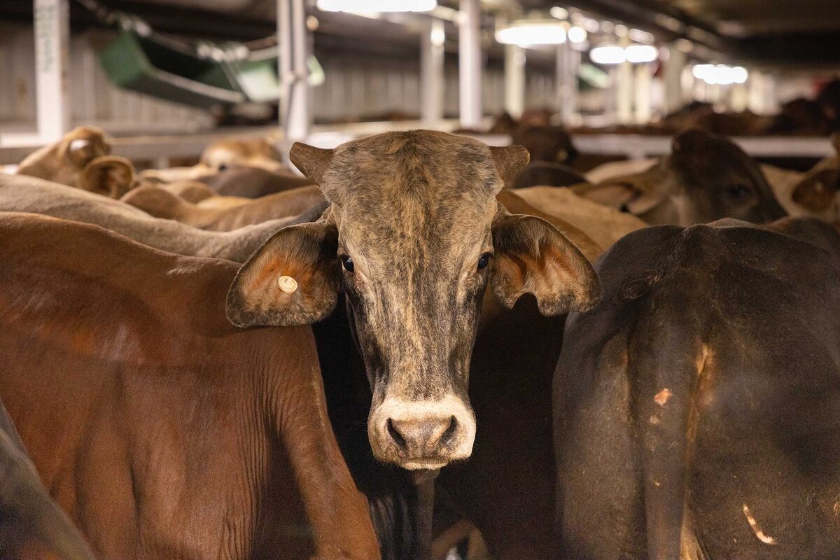A Shipwreck Killed 41 Crew and 5,900 Cattle. The Brutal Business Behind It Goes On