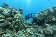 coral reef scuba diver GETTY sub