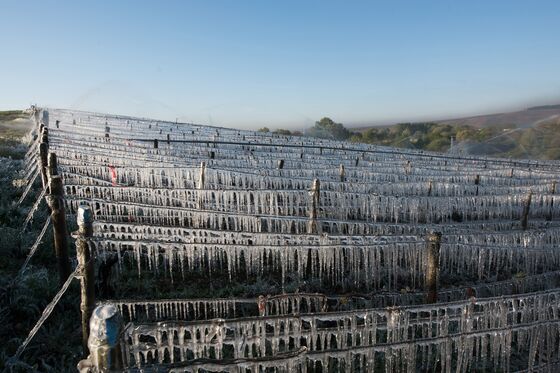 Europe’s Wine Makers Battle to Adapt to Climate Disruption