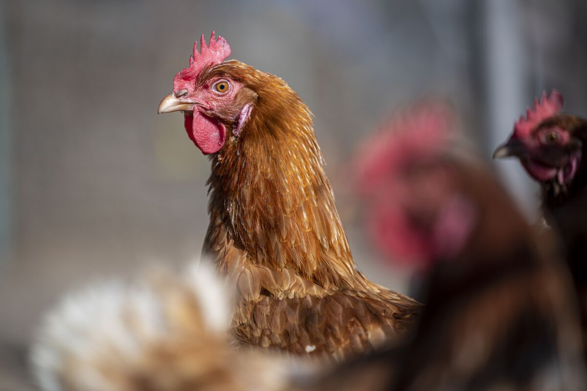 Georgia Poultry Farm under Bird Flu Threat