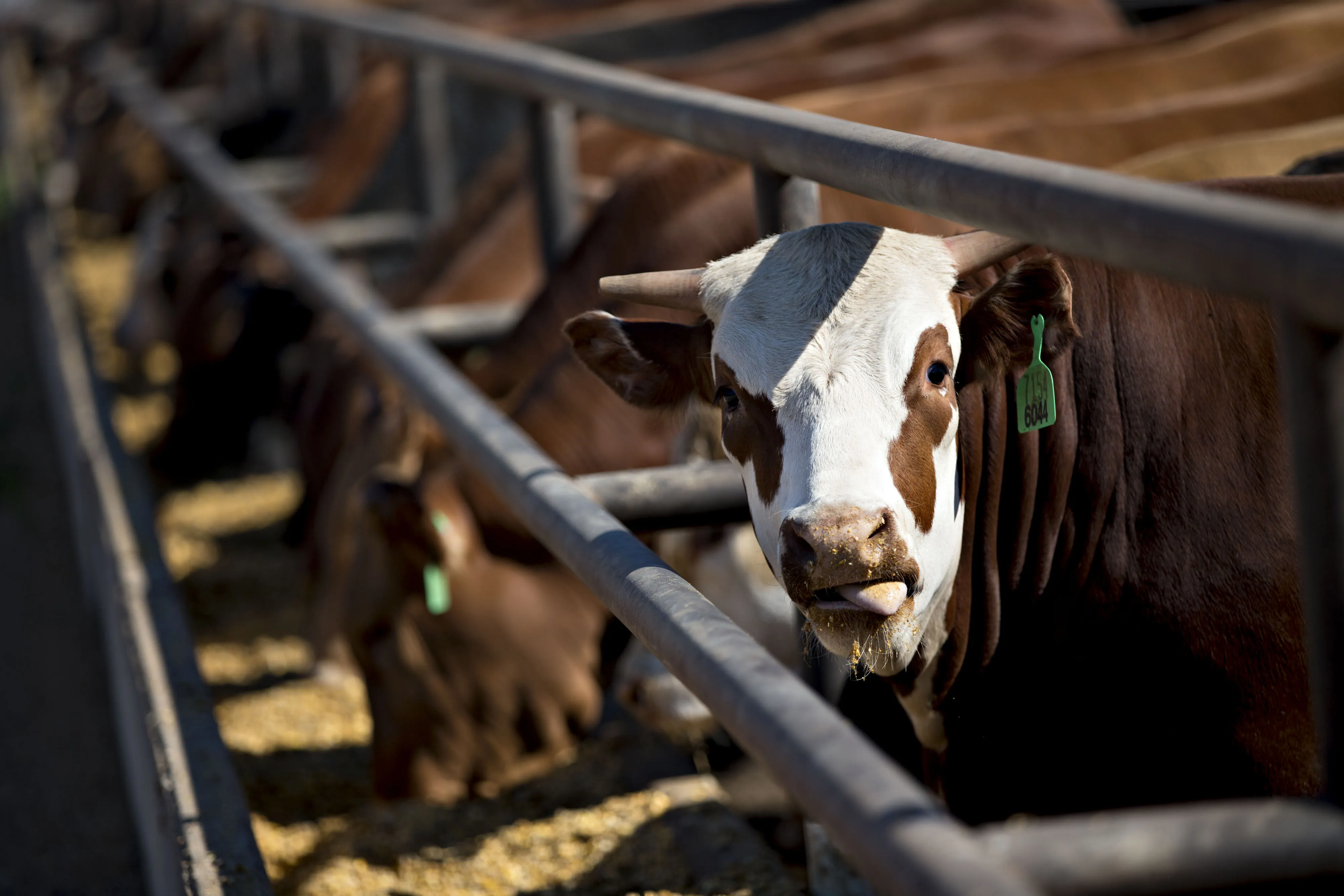 Operations At Texana Feeders Beef Cattle Feedlot As Trump Led U.S. To Brink Of Trade War
