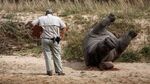 Crime scene investigator examines a recently poached rhino in Kruger National Park, South Africa.
