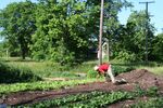 Greg Willerer harvests salad greens on his farm in Detroit.
