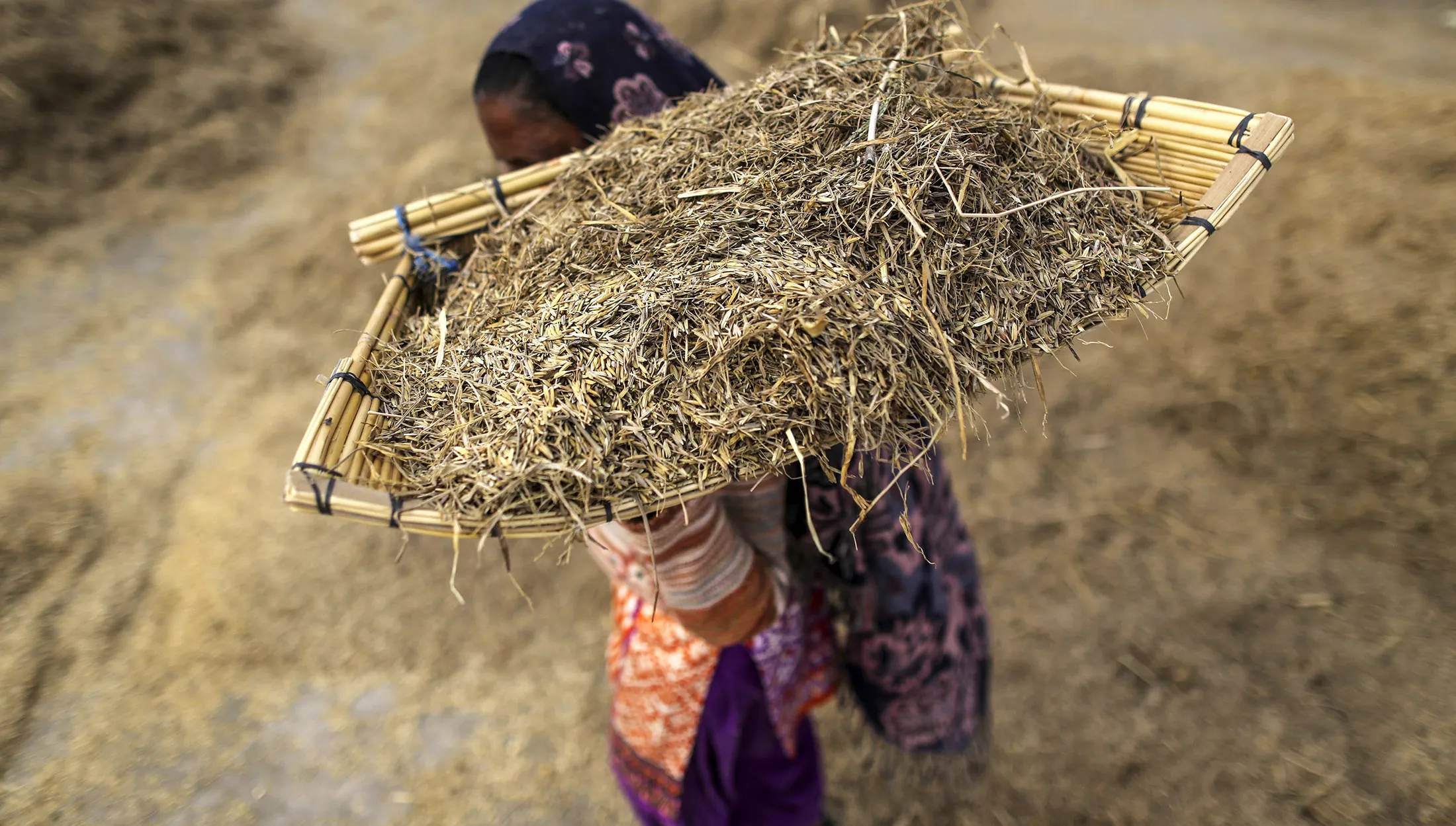 A worker carries a bundle of uncleaned rice paddy at an Agricultural Produce Market Committee (APMC) wholesale market in Jalandhar, Punjab, India, on Saturday, Jan. 21, 2017. India’s inflation is below the mid-point of the central bank's target, the government is likely to achieve its fiscal deficit target of 3.5 percent of GDP, monsoon-sown food grain production is expected to be the highest in at least 14 years and revenue is expected to surge because of a tax amnesty and the cash ban.
