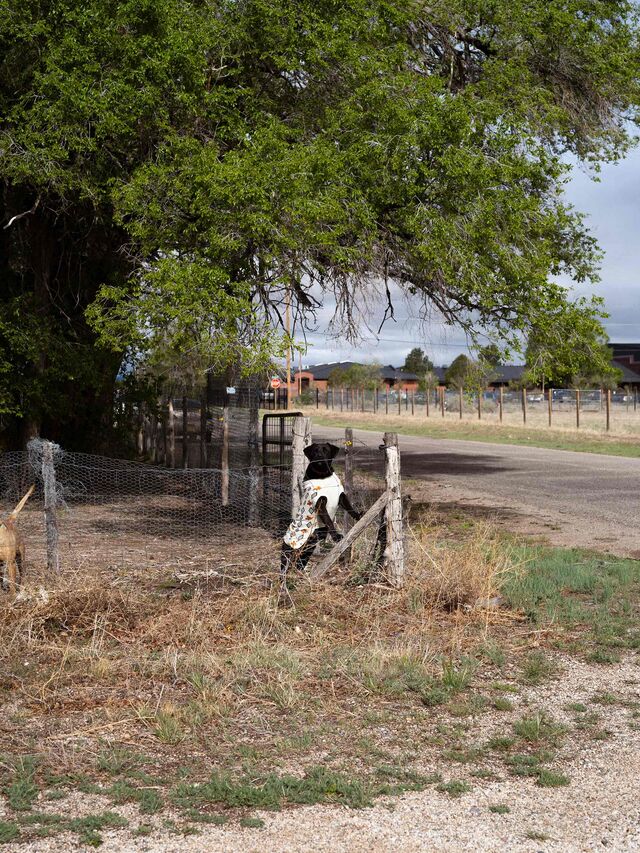 Dog stands in a sweater at a fence in Estancia