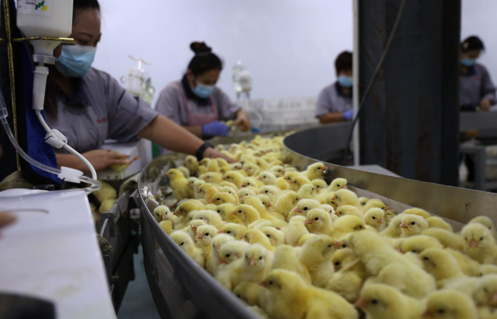 Workers inoculate the newborn chickens with avian flu vaccines at a chicken hatchery in Shandong province.