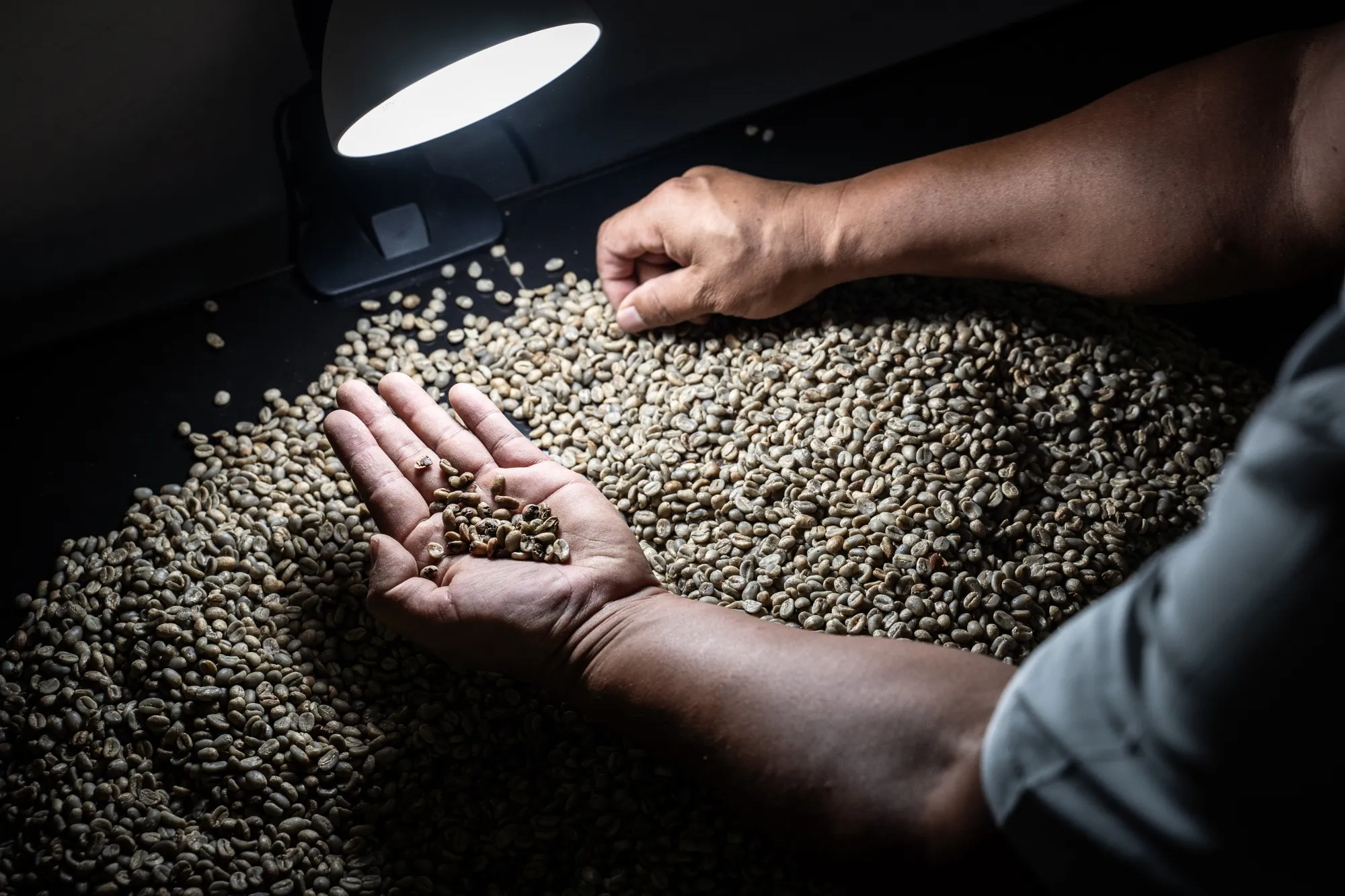 A worker inspects coffee beans at a facility in Ciudad Bolivar, Antioquia department, Colombia.