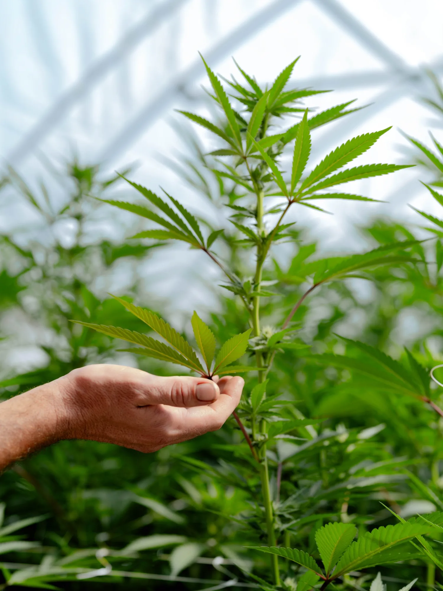 A cannabis farm in Willow Creek, California.