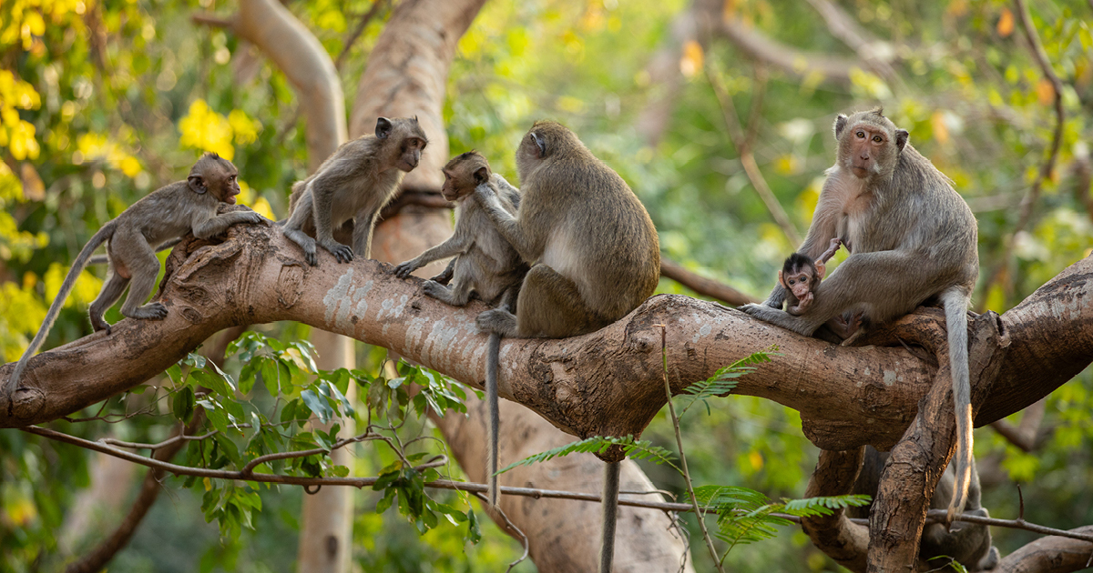 Monkeys for shops under 1000