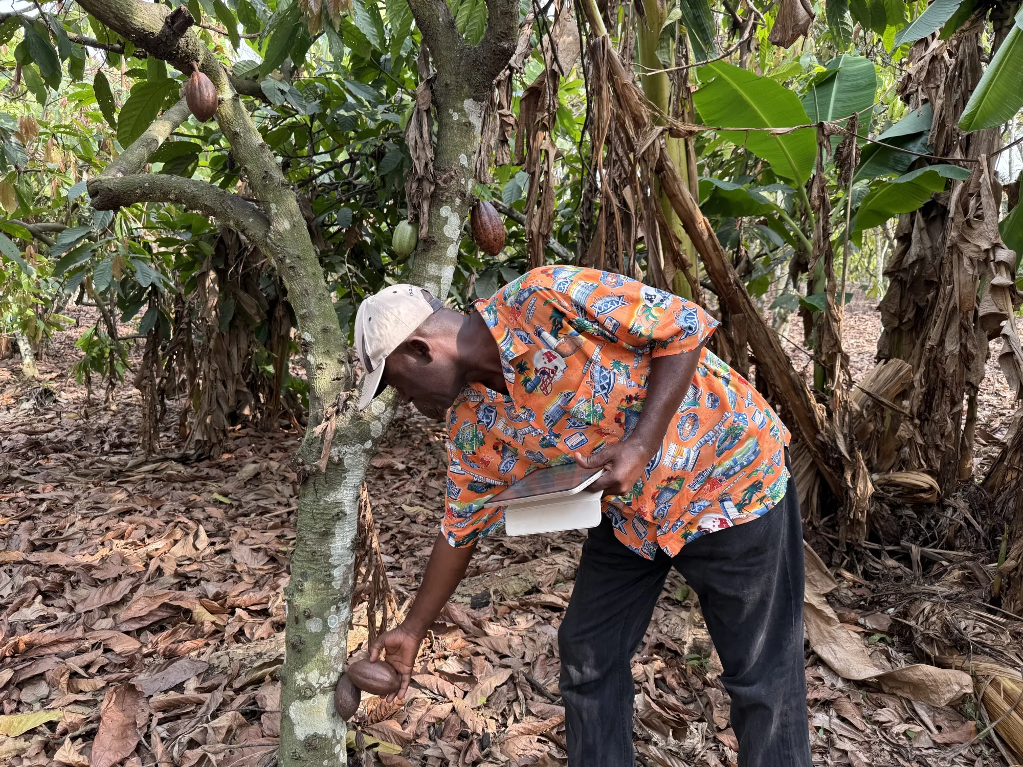 In Ghana, Ivory Coast High Cocoa Prices Raise Importance of Pod ...