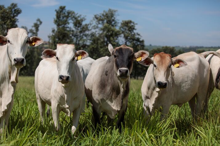 A Cattle Ranch As Slaughters Fall To Eight Year Low