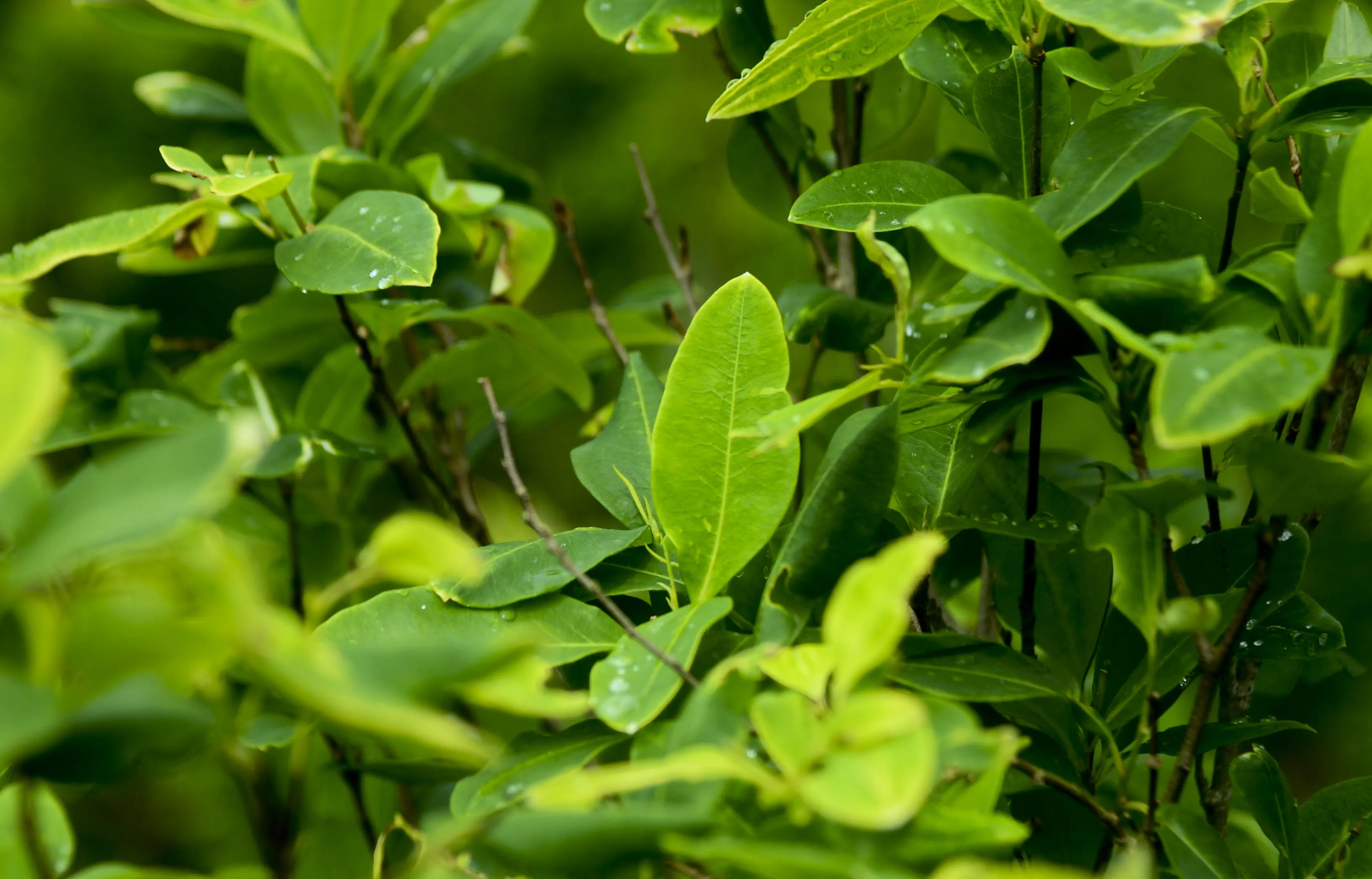 COLOMBIA-FARC-COCA-ERADICATION-PILOT PLAN