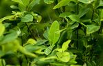 COLOMBIA-FARC-COCA-ERADICATION-PILOT PLAN