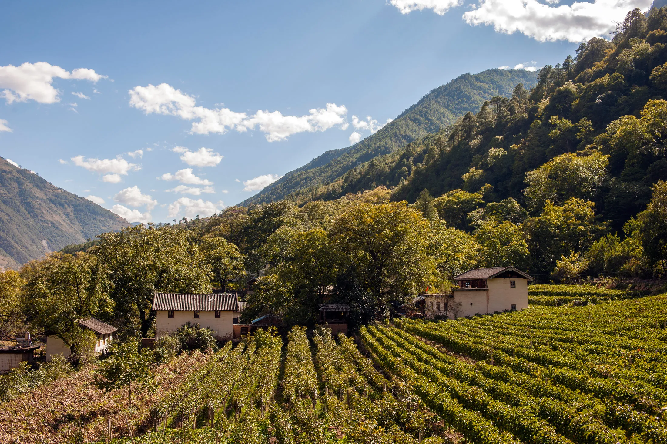 A vineyard in Cizhong in northern Yunnan, China.
