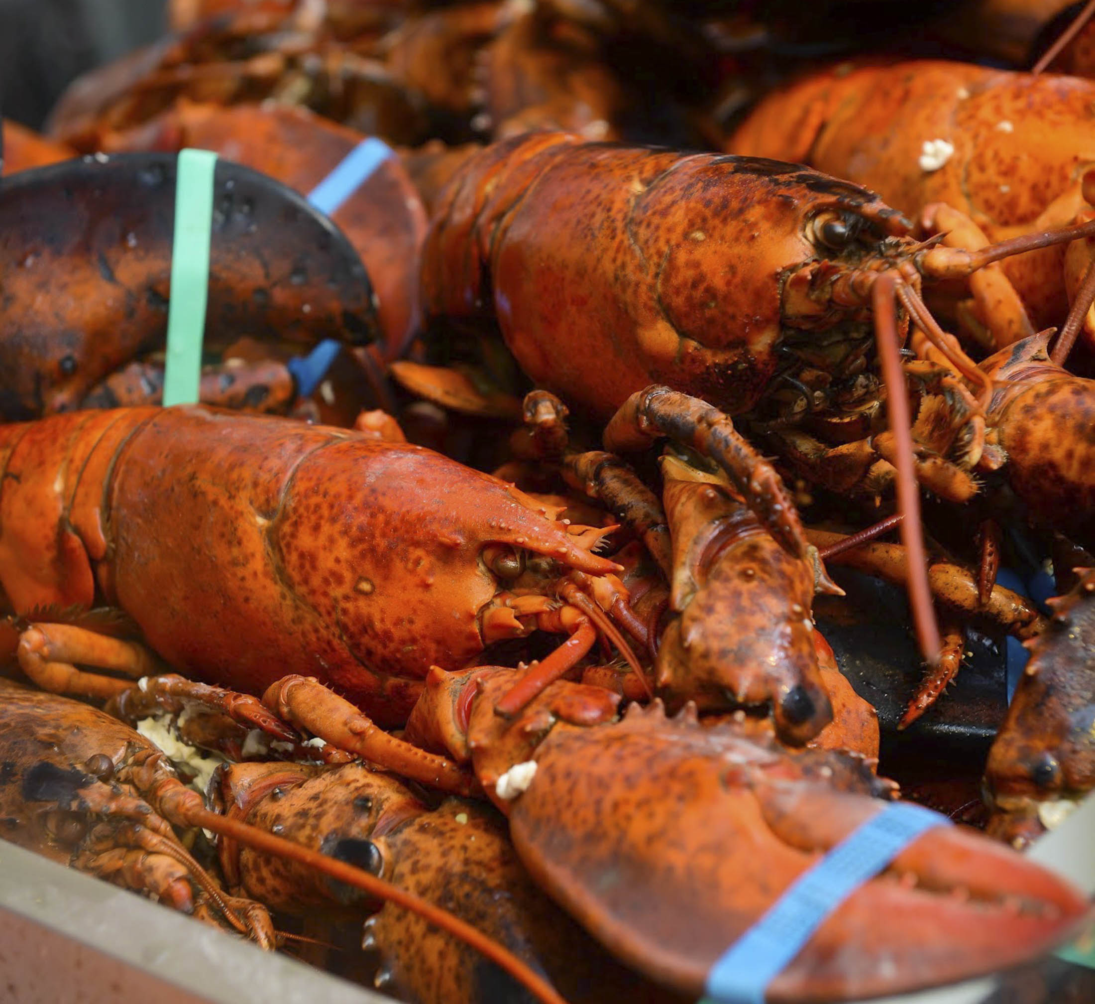 As Aldi and Lidl Sell Lobsters, Tesco Spies an Opening Bloomberg