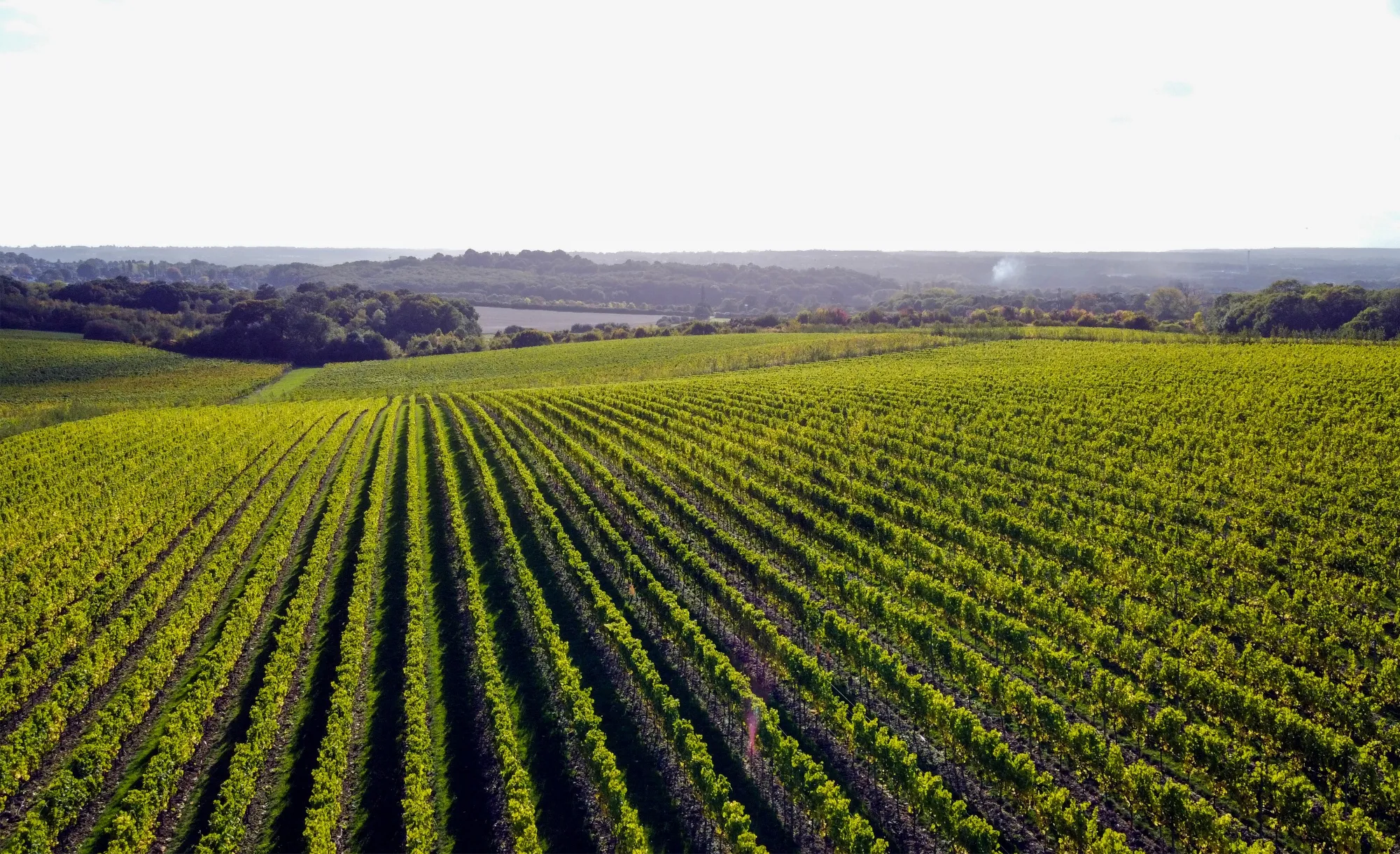 A vineyard in Maidstone, UK.