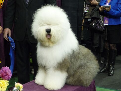 Swagger, Old English Sheepdog